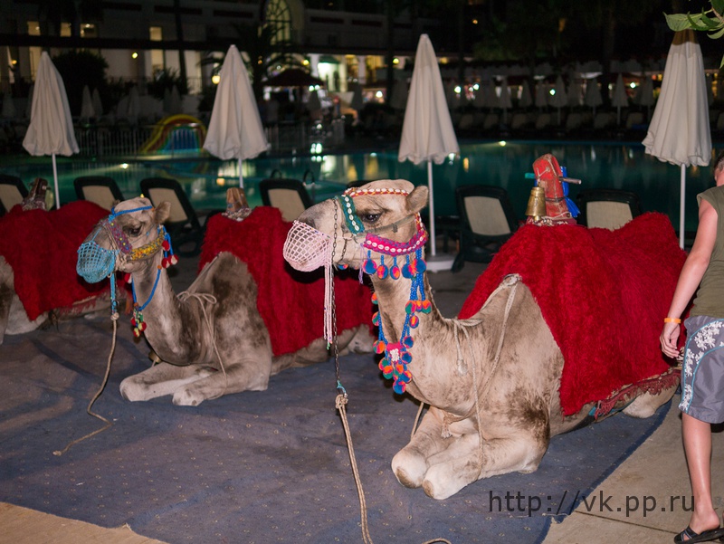 Верблюды