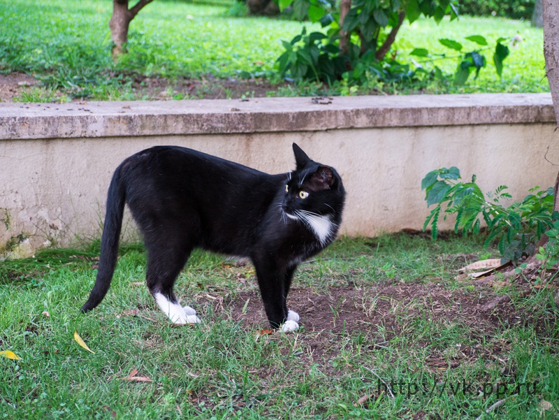 Турецкий кошак