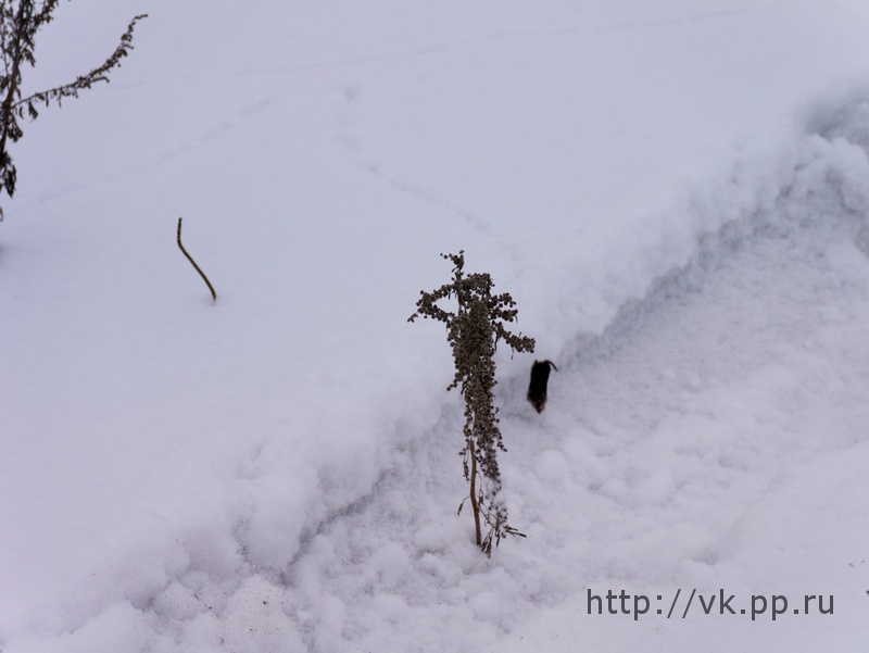 Угадайте, чей тут хвост :)