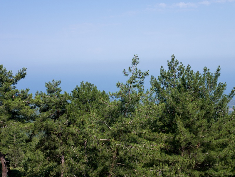 Деревья и море