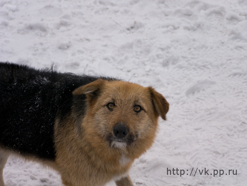 Бобик на шашлык не хочет