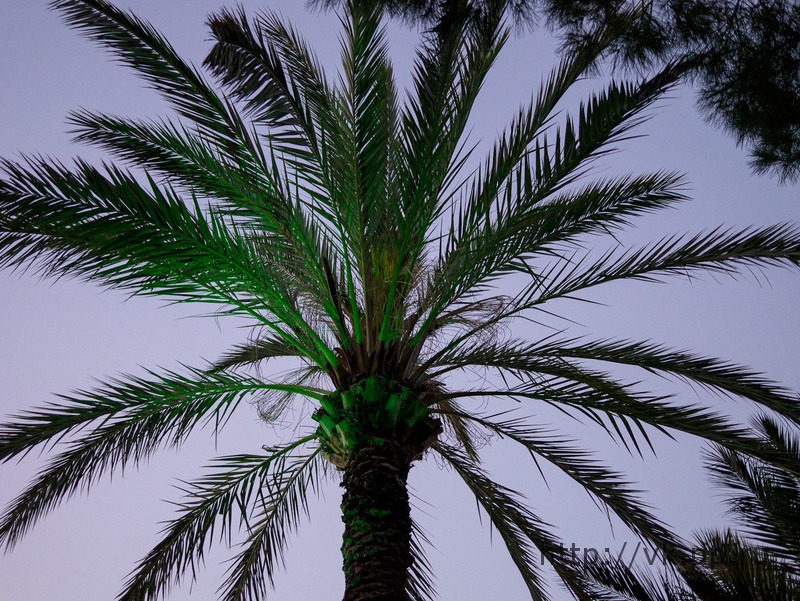 Пальма с подсветкой