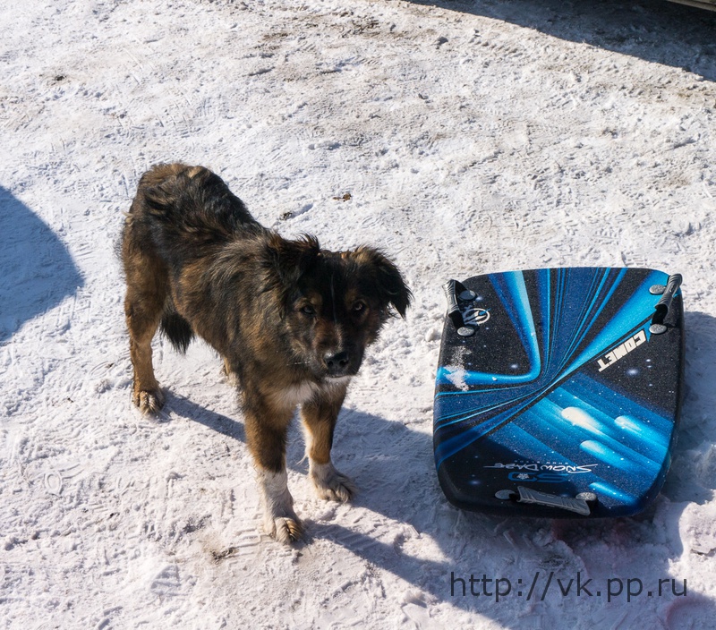 барбоскин просит шашлык