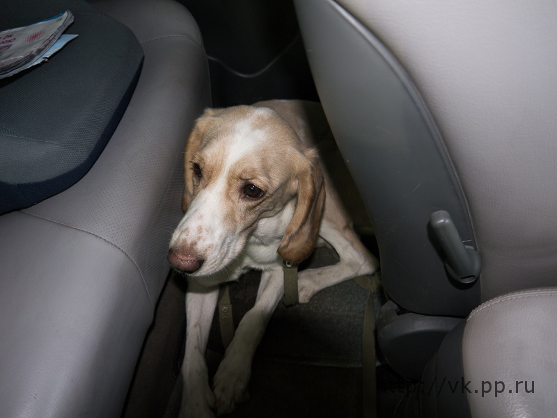 собака отогревается