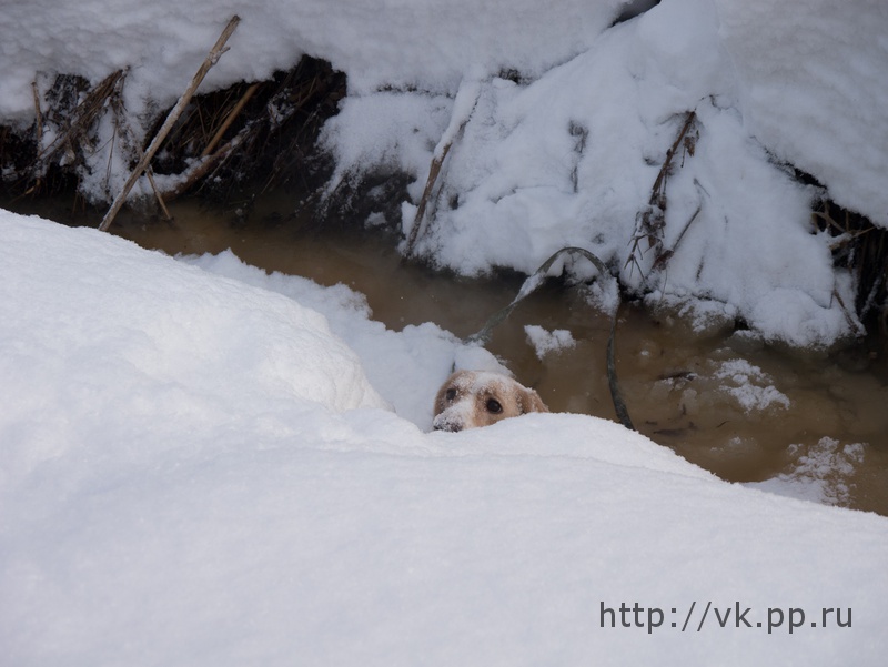 не допрыгнула