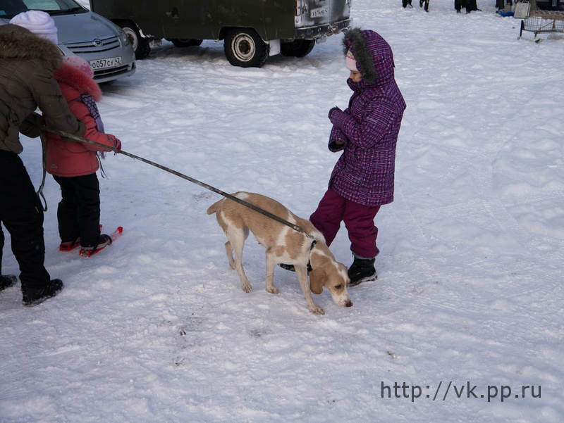 спасенная собака