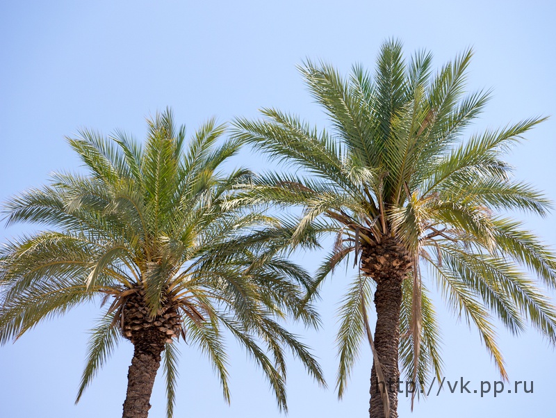 Пальмы