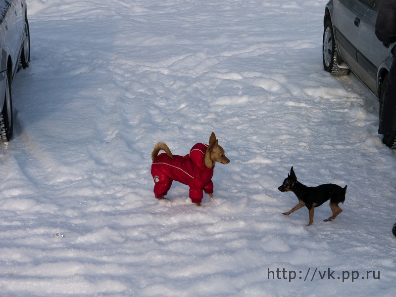 такие вот шмакодявки там бегали