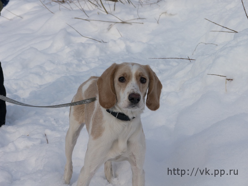 cобака AlVlaT-а