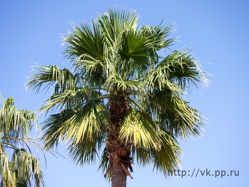 Пальма