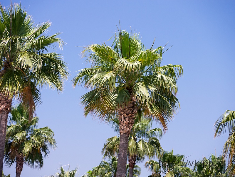 Пальмы
