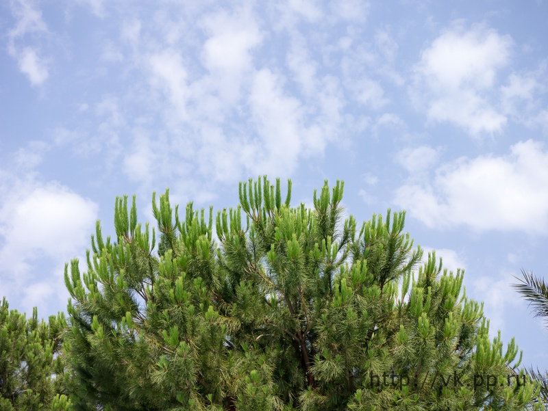 Дерево и небо