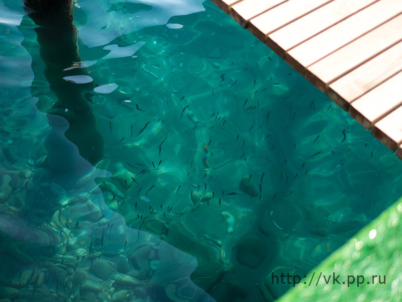 Рыбки плавают