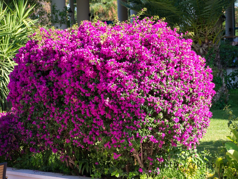 Куст с цветами